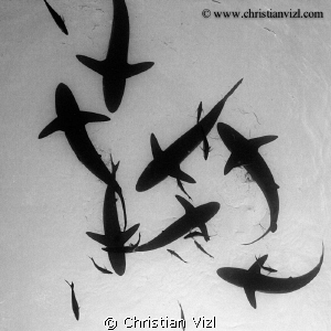 Silkie Sharks seen from below... by Christian Vizl 